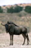 Blue Wildebeest (Connochaetes taurinus)