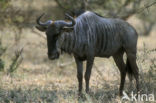 Blue Wildebeest (Connochaetes taurinus)