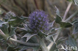 Blauwe zeedistel (Eryngium maritimum)