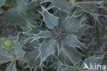 Blauwe zeedistel (Eryngium maritimum)