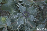 Blauwe zeedistel (Eryngium maritimum)