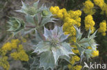 Blauwe zeedistel (Eryngium maritimum)