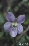 Bleeksporig bosviooltje (Viola riviniana)