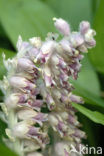 Toothwort (Lathraea squamaria)