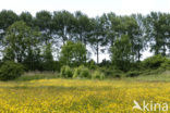 Bloemdijken van Zuid-Beveland