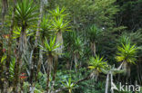 bluestem yucca (Yucca guatemalensis)