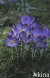 Boerenkrokus (Crocus tommasinianus)