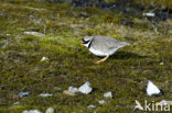 Bontbekplevier (Charadrius hiaticula)