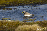 Bontbekplevier (Charadrius hiaticula)