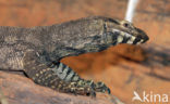 Lace Monitor (Varanus varius)