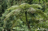 Treefern (Cyathea spec.)