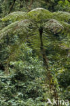 Treefern (Cyathea spec.)