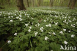 Wood Anemone (Anemone nemorosa)