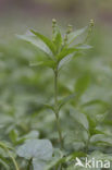 Dog’s Mercury (Mercurialis perennis)