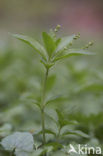 Dog’s Mercury (Mercurialis perennis)