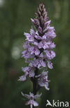 Bosorchis (Dactylorhiza fuchsii)