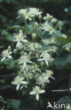 Bosrank (Clematis vitalba)