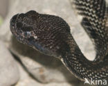 Canebrake Rattlesnake (Crotalus horridus atricaudatus)