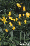 Bostulp (Tulipa sylvestris)