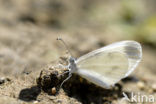 Wood White (Leptidea sinapis)