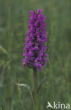 Brede orchis (Dactylorhiza majalis)