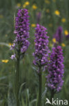 Brede orchis (Dactylorhiza majalis)