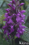 Brede orchis (Dactylorhiza majalis)