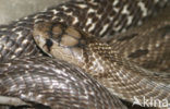 Indian cobra (Naja naja)