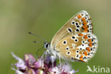 Brown Argus (Aricia agestis)