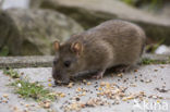 Bruine rat (Rattus norvegicus)