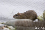 Bruine rat (Rattus norvegicus)