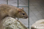 Bruine rat (Rattus norvegicus)