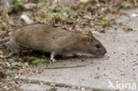 Bruine rat (Rattus norvegicus)