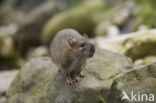 Bruine rat (Rattus norvegicus)
