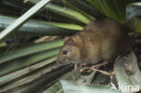 Bruine rat (Rattus norvegicus)