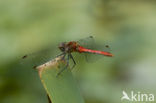 Bruinrode heidelibel (Sympetrum striolatum)