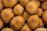 Scalycap (Pholiota spec.)