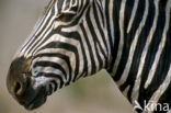 Burchell s zebra (Equus burchellii)