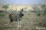 Burchell s zebra (Equus burchellii)