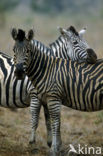 Burchell s zebra (Equus burchellii)