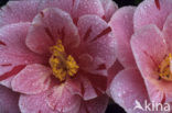 Camellia hybride