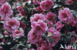 Camellia (Camellia hybride)