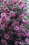 Camellia (Camellia hybride)