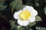 Camellia hybride