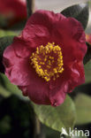 Camellia (Camellia hybride)