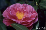 Camellia hybride