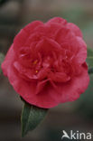 Camellia hybride
