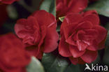 Camellia (Camellia hybride)