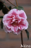 Camellia (Camellia hybride)