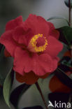 Camellia hybride